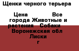 Щенки черного терьера › Цена ­ 35 000 - Все города Животные и растения » Собаки   . Воронежская обл.,Лиски г.